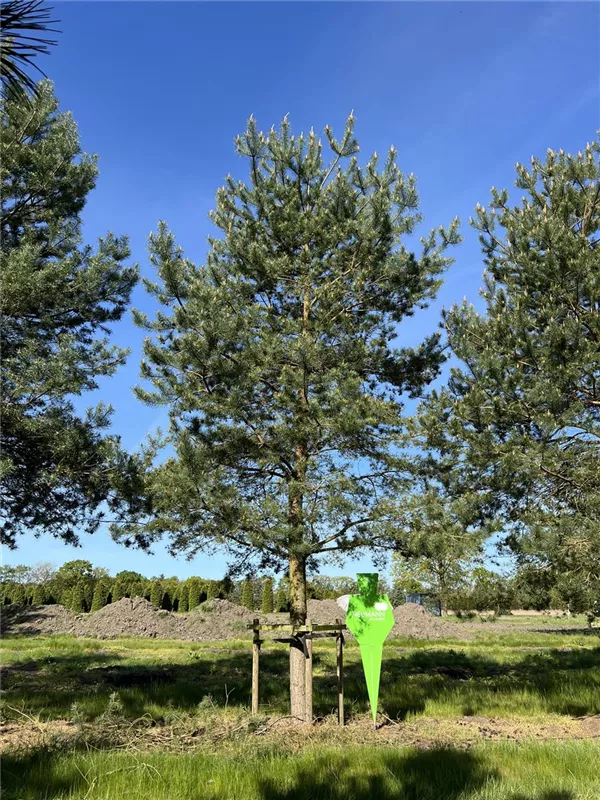 Pinus sylvestris