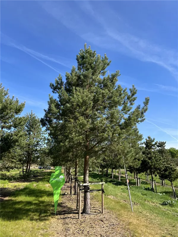 Pinus sylvestris