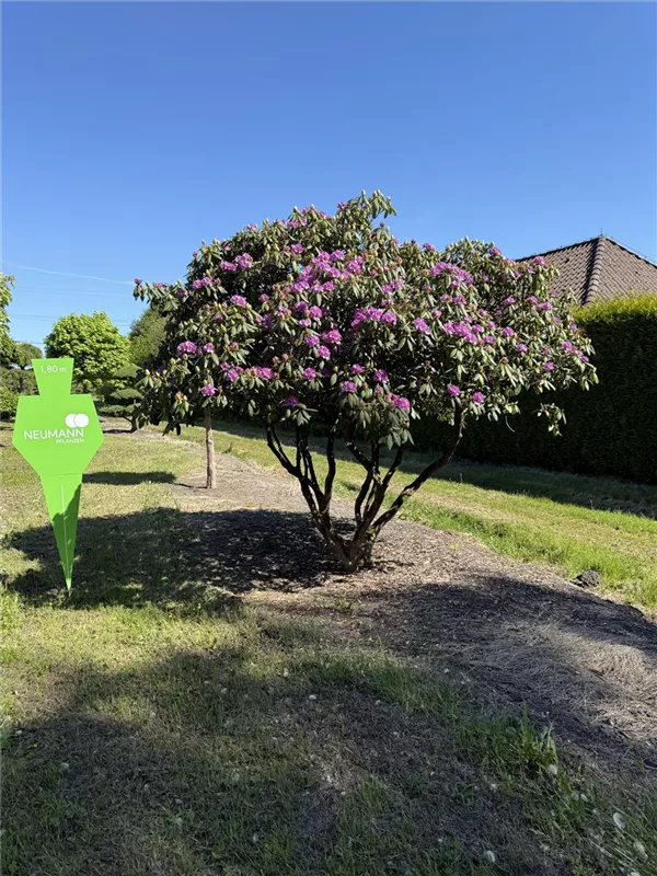 Rhododendron Hybr.'Catawb. Grandiflorum'