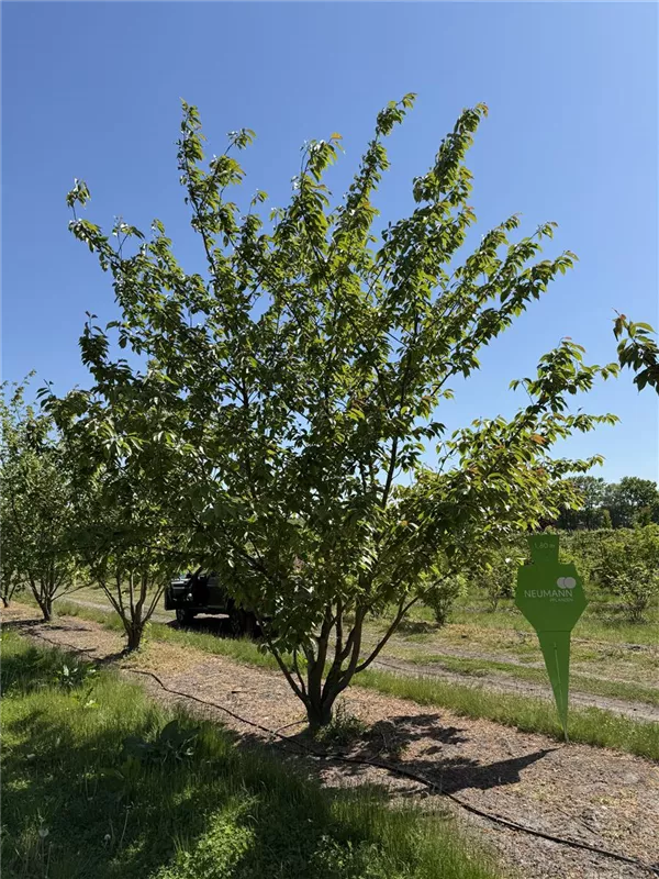 Prunus serrulata 'Kanzan'