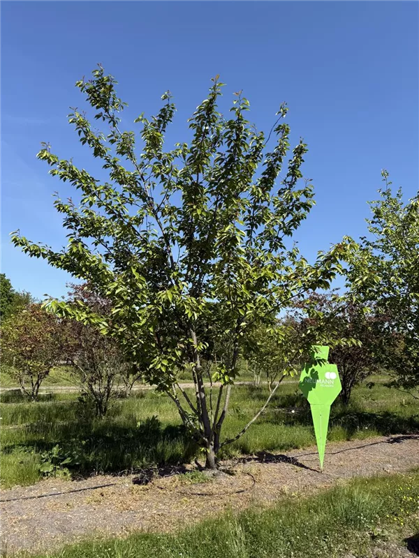 Prunus serrulata 'Kanzan'
