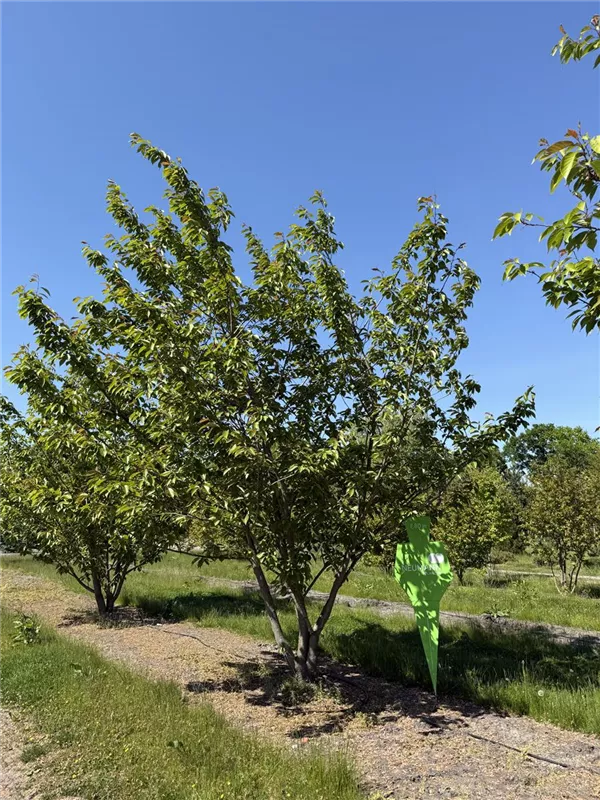 Prunus serrulata 'Kanzan'