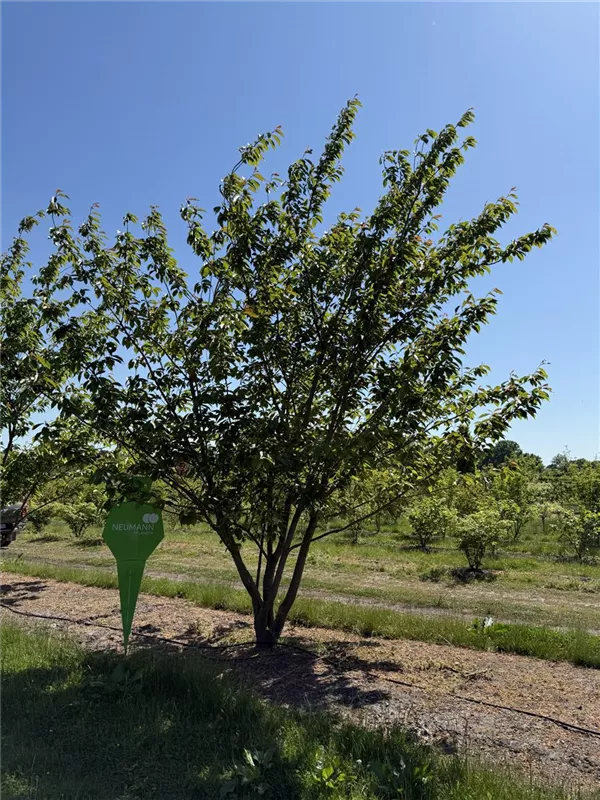 Prunus serrulata 'Kanzan'
