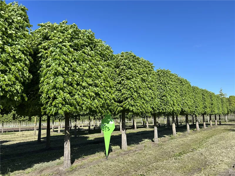 Tilia cordata 'Rancho'