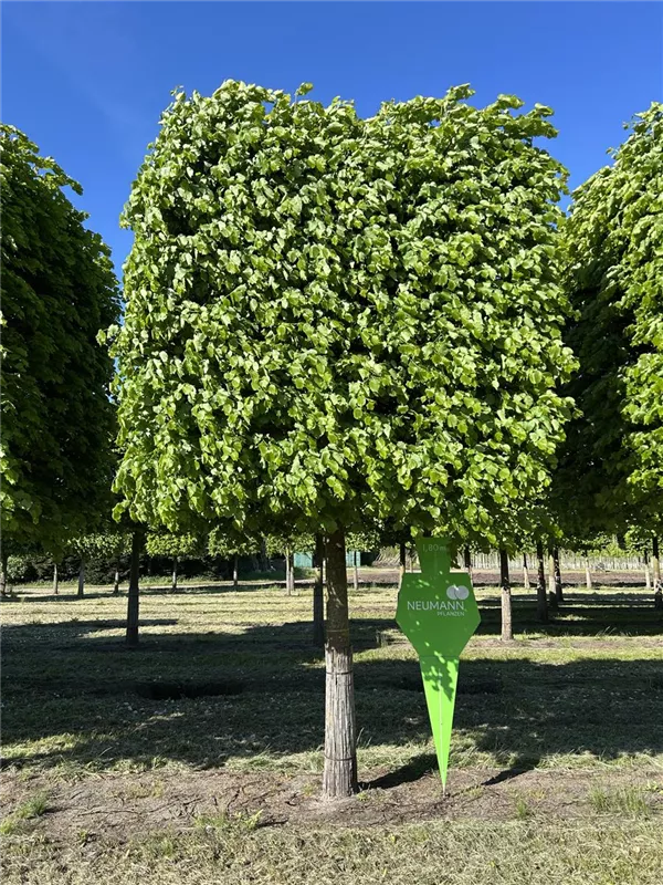 Tilia cordata 'Rancho'