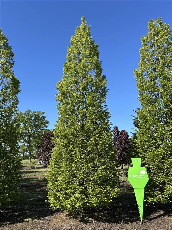 Carpinus betulus 'Fastigiata'