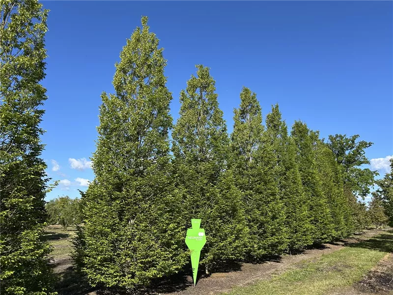 Carpinus betulus 'Fastigiata'