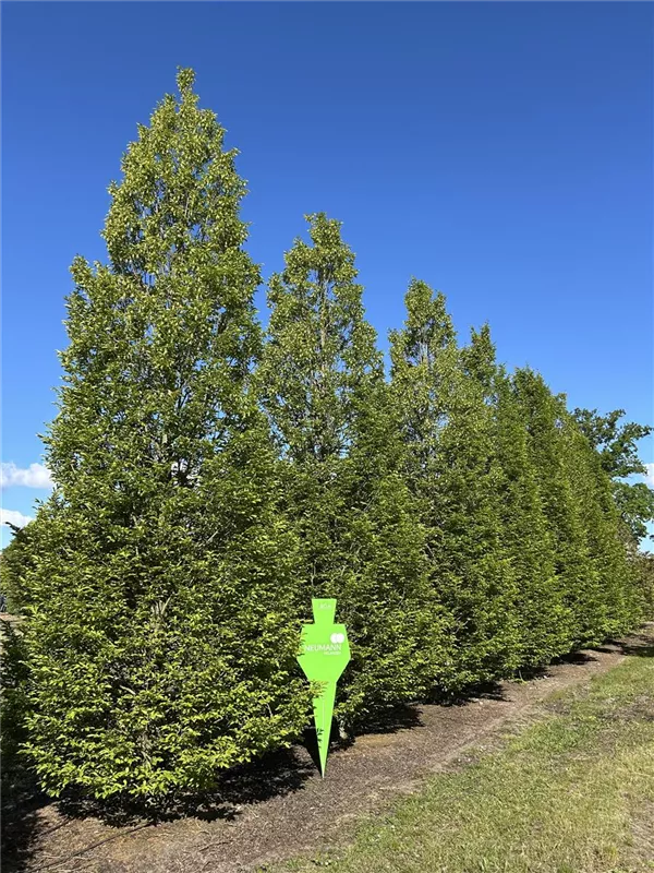 Carpinus betulus 'Fastigiata'