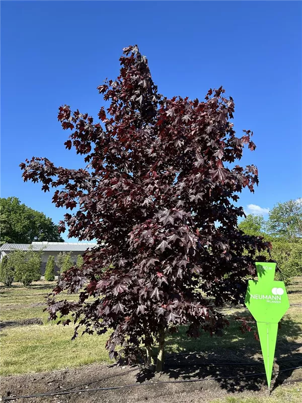 Acer platanoides 'Royal Red'