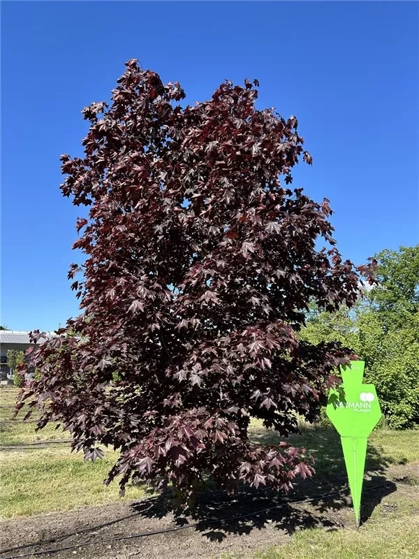 Acer platanoides 'Royal Red'