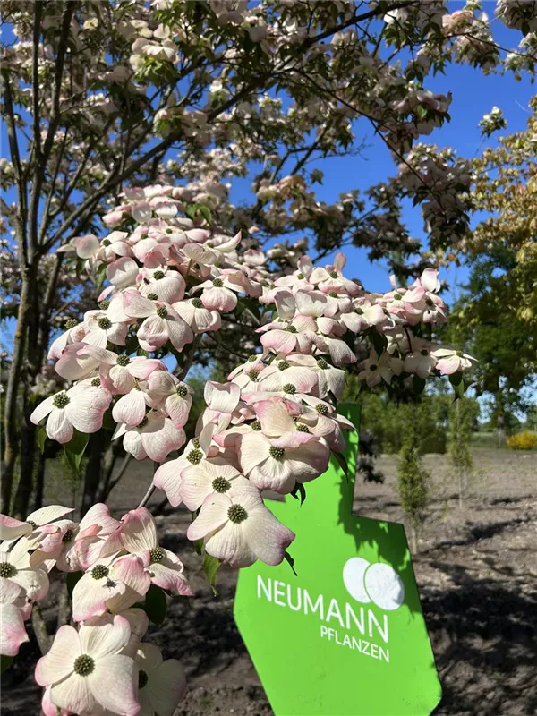 Cornus 'Stellar Pink' -R-