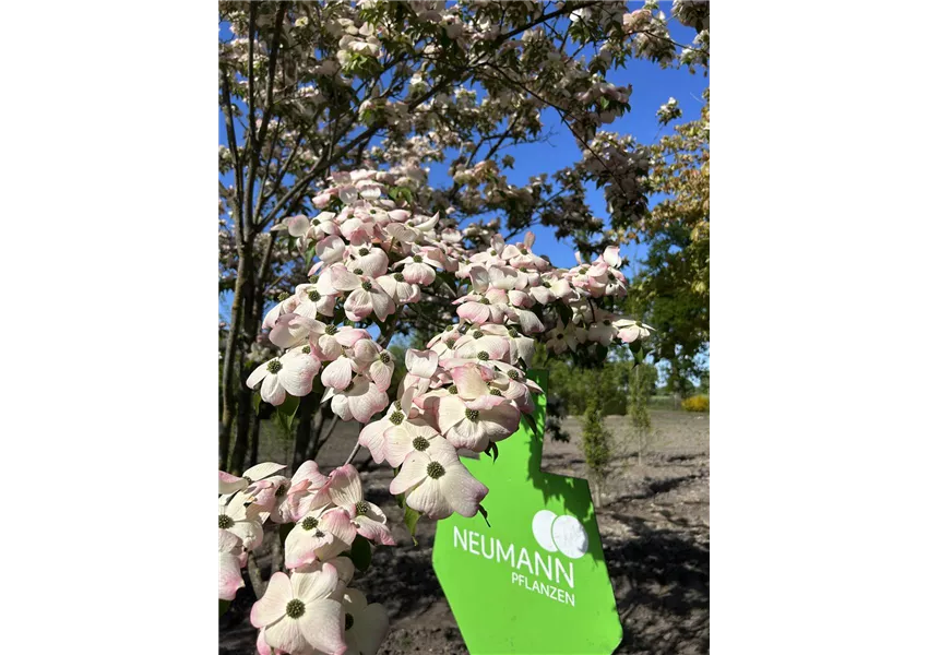 Jap.Blumen-Hartriegel 'Stellar Pink' -R-