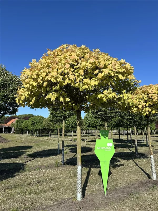 Acer pseudoplatanus 'Prinz Handjery'