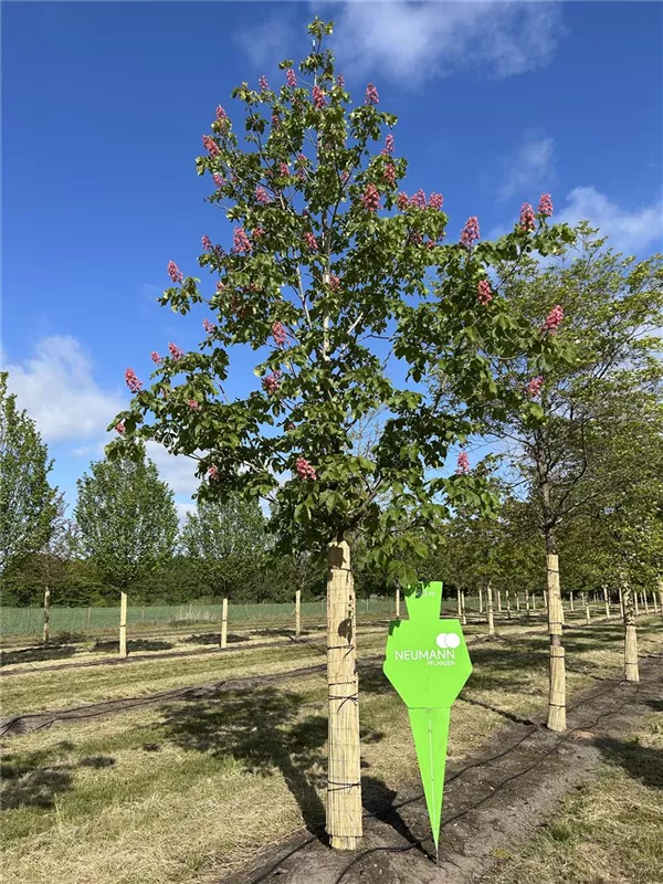 Aesculus carnea 'Briotii'