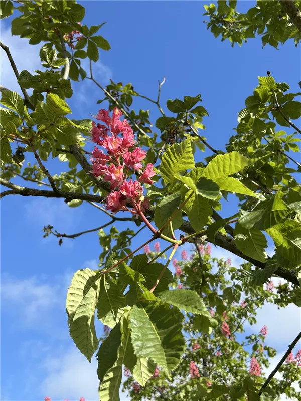 Aesculus carnea 'Briotii'