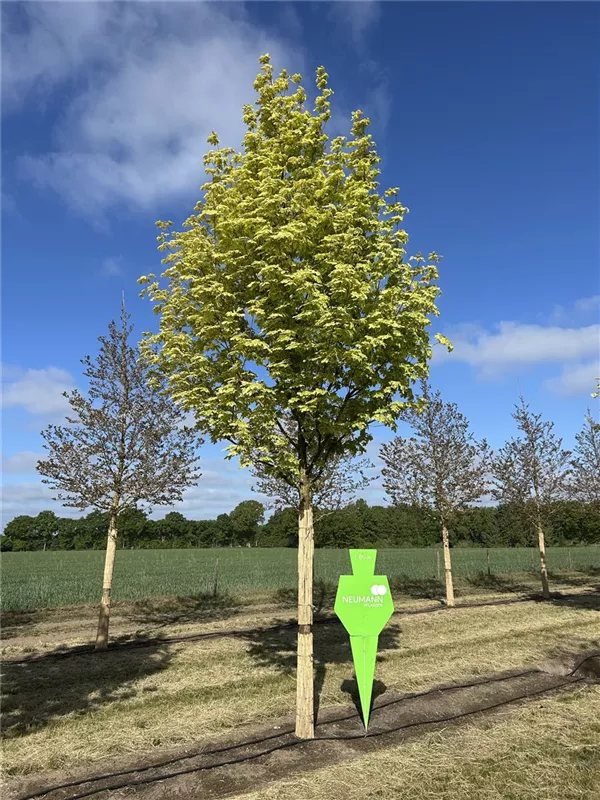 Acer platanoides 'Drummondii'