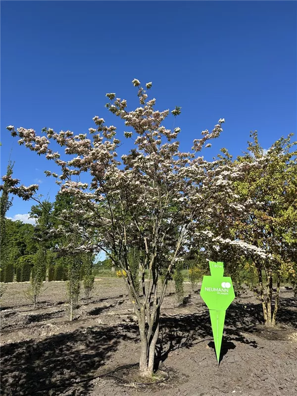 Cornus 'Stellar Pink' -R-