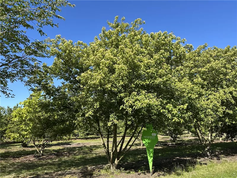 Acer ginnala