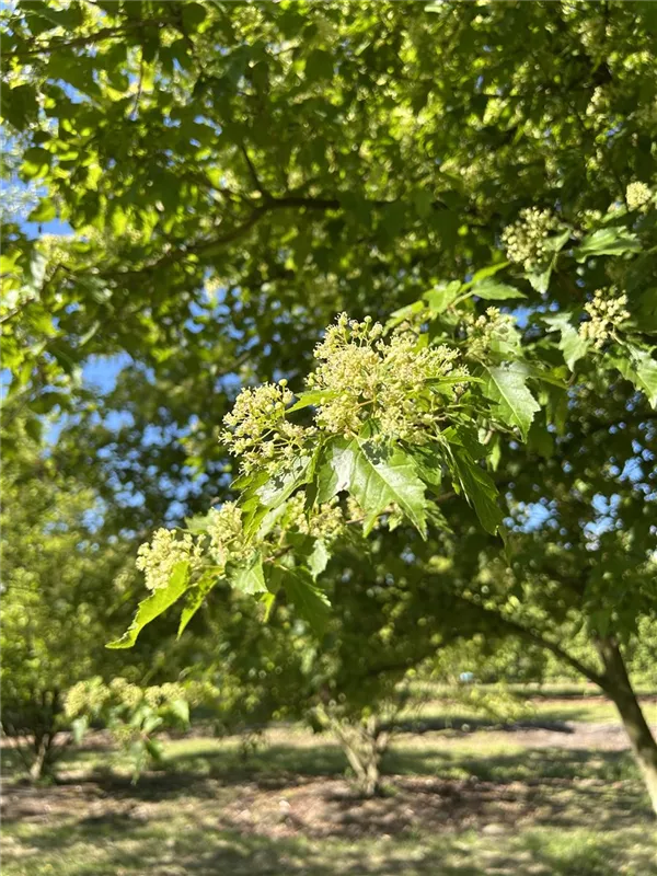 Acer ginnala