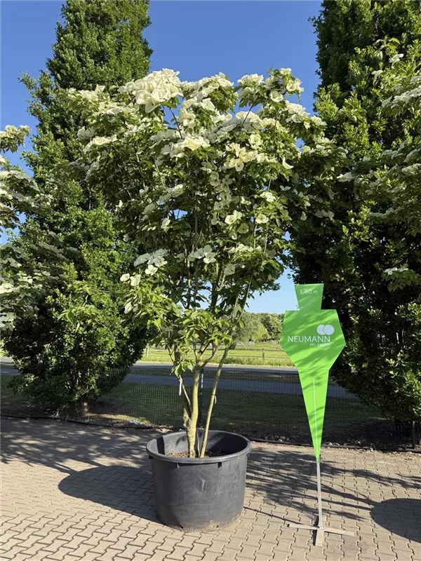 Cornus kousa 'Venus' -R-