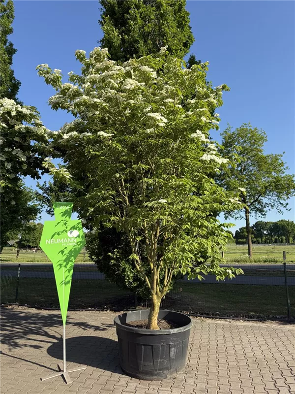 Cornus kousa 'Venus' -R-