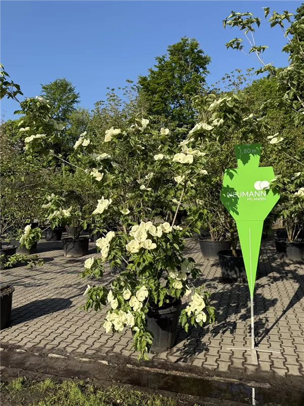 Cornus kousa 'Venus' -R-