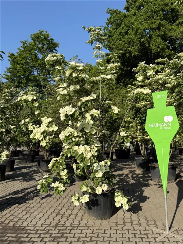 Cornus kousa 'Venus' -R-