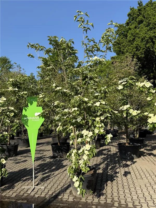 Cornus kousa 'Venus' -R-