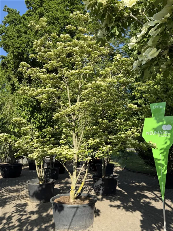 Cornus kousa 'Cappuccino'