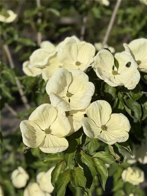 Cornus kousa 'Venus' -R-