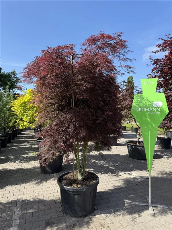 Acer palmatum 'Inaba-shidare'