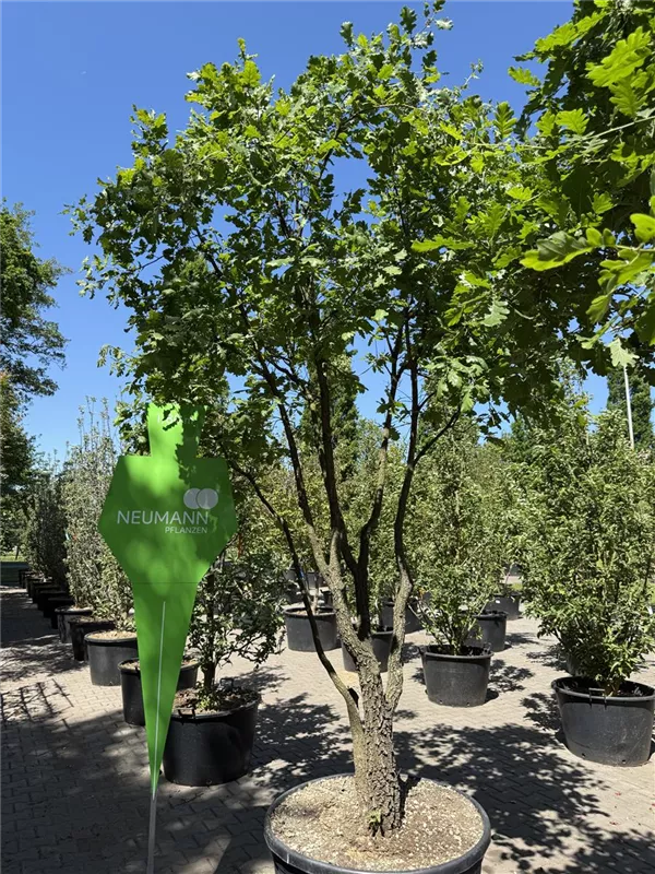 Quercus pubescens