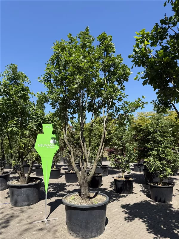 Quercus pubescens