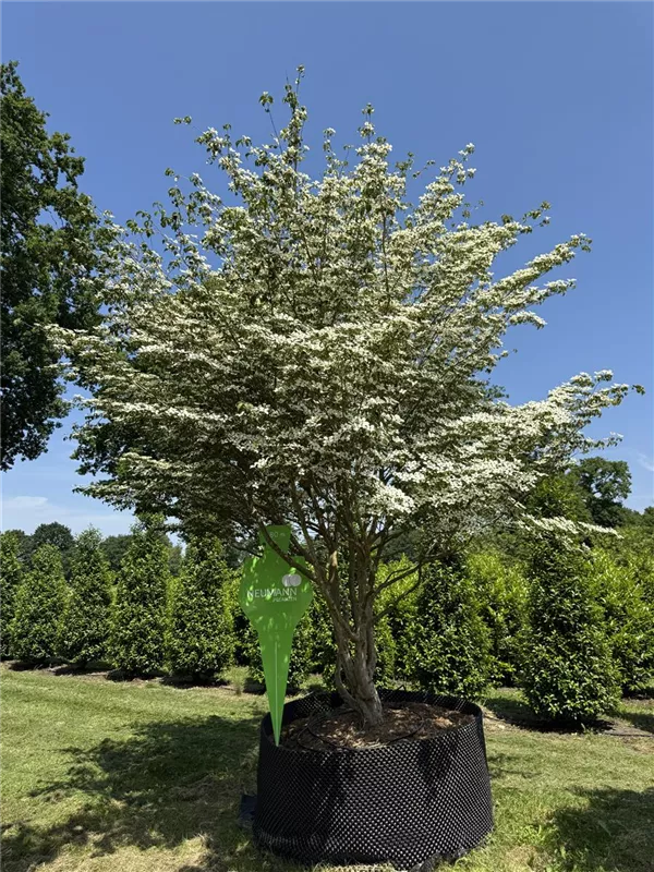 Cornus kousa chinensis