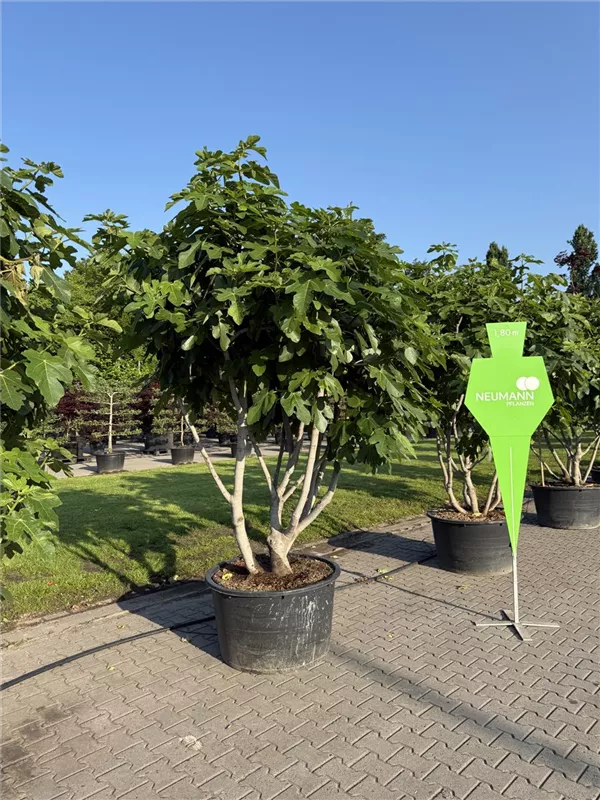 Ficus carica i.S. CAC