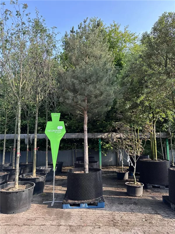 Pinus sylvestris