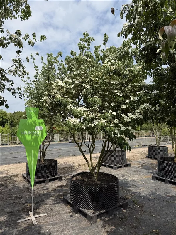Cornus kousa chinensis