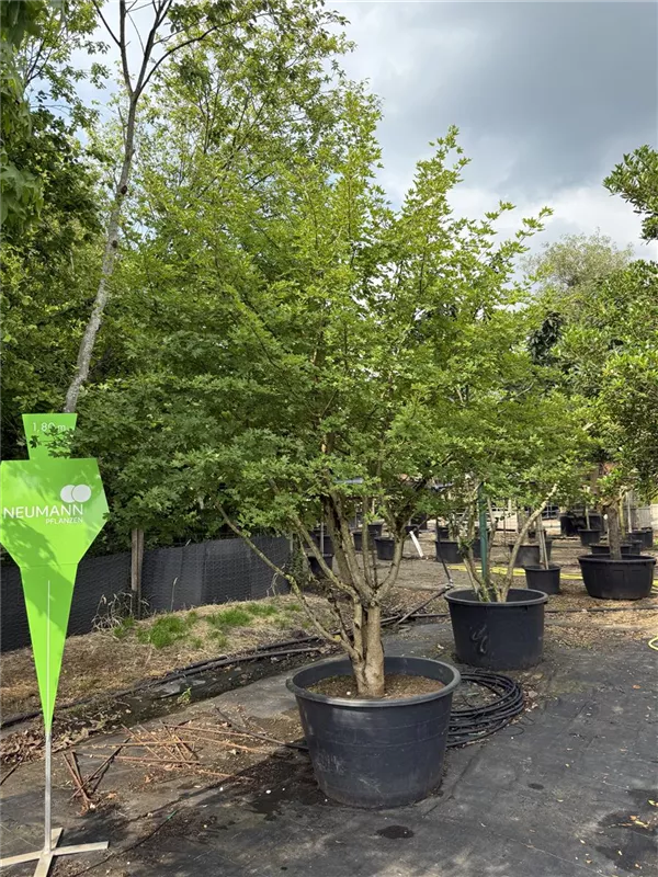 Acer campestre