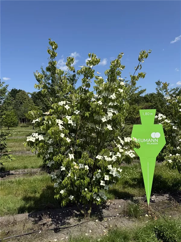 Cornus kousa chinensis