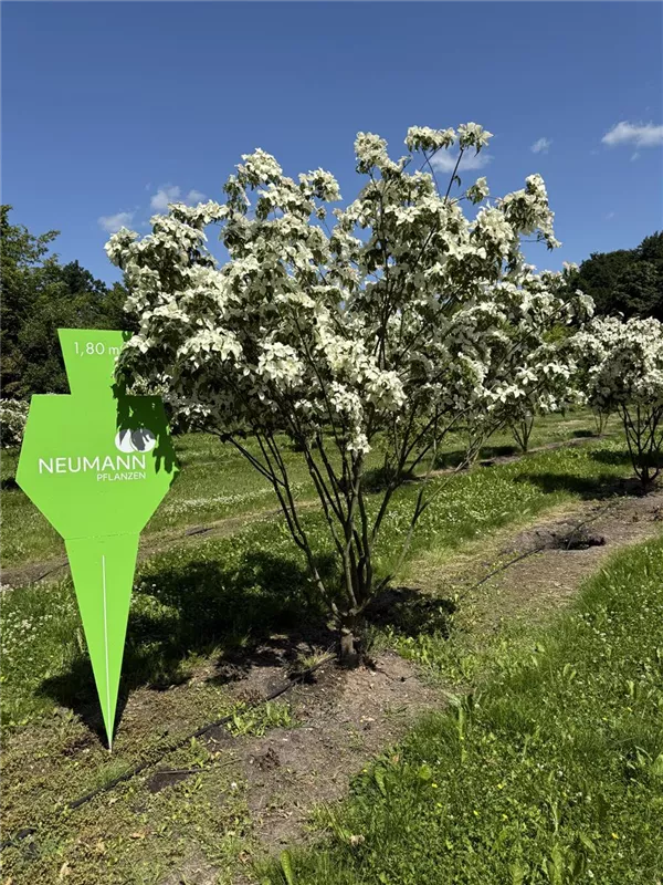 Cornus kousa chinensis 'China Girl'