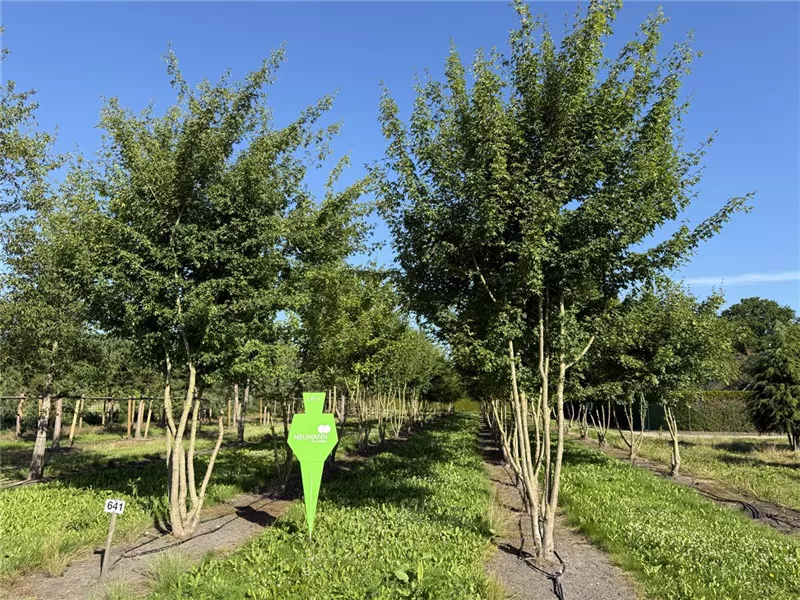 Acer campestre
