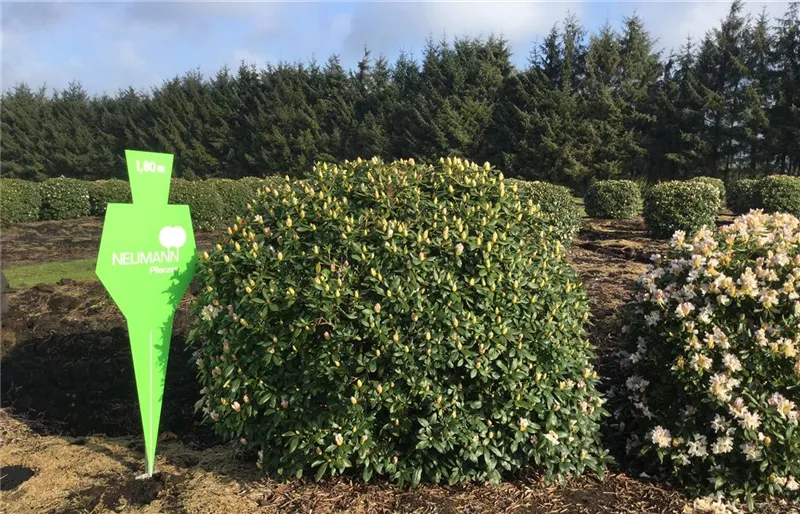 Rhododendron Hybr.'Cunningham's White'