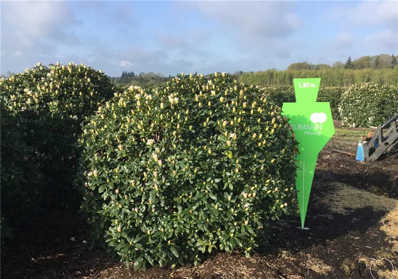Rhododendron Hybr.'Cunningham's White'