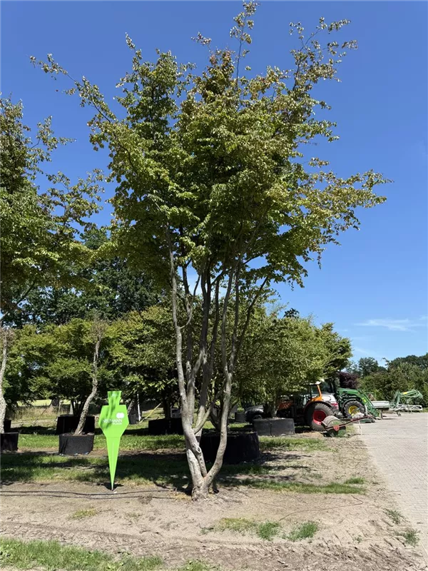 Parrotia persica