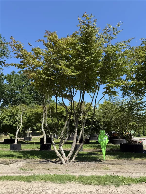 Parrotia persica