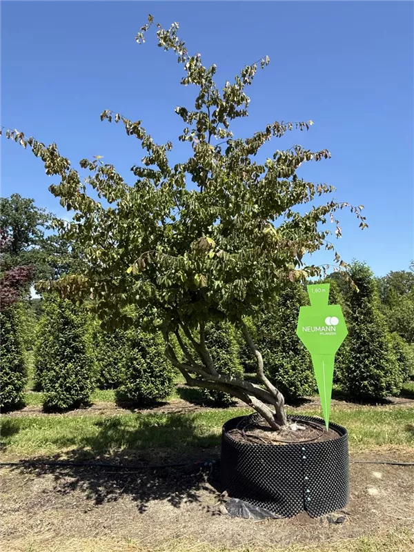 Parrotia persica