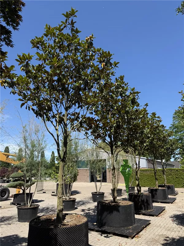 Magnolia grandiflora 'Galissonniere'