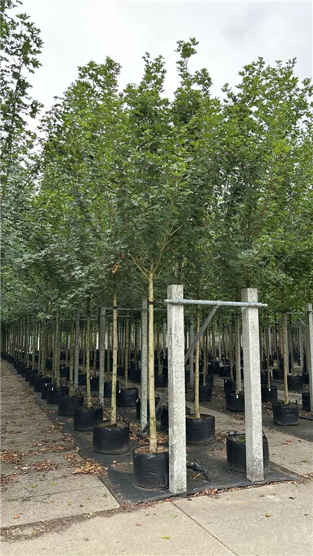 Acer campestre 'Huibers Elegant'