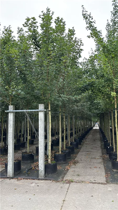 Acer campestre 'Huibers Elegant'