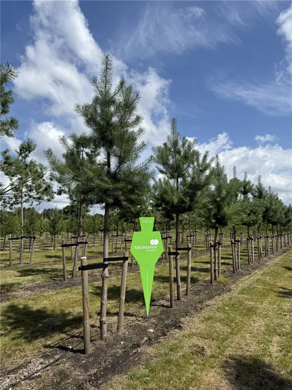 Pinus sylvestris
